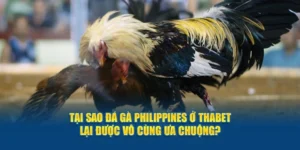 Tại Sao Đá Gà Philippines Ở Thabet Được Vô Cùng Ưa Chuộng?